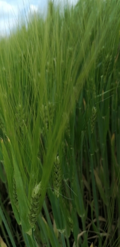 Hordeum vulgare (Common Barley)