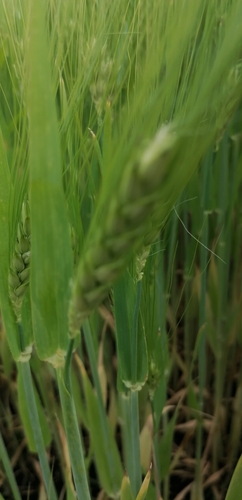 Hordeum vulgare (Common Barley)