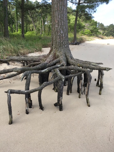 Pinus taeda (Loblolly Pine)