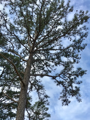 Pinus taeda (Loblolly Pine)