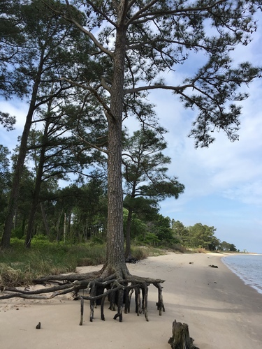 Pinus taeda (Loblolly Pine)