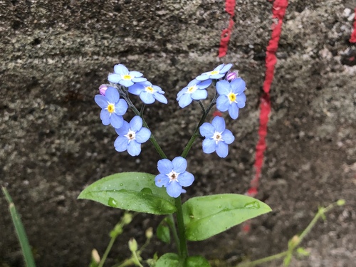 Myosotis latifolia (broadleaf forget-me-not)