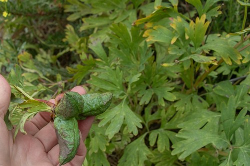 Paeonia californica (California Peony)