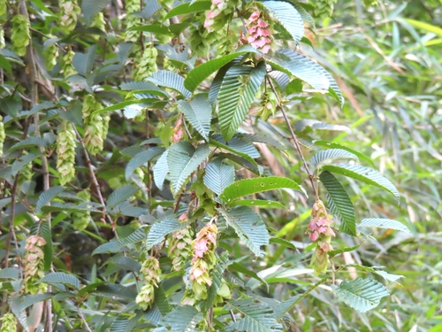 Carpinus japonica (Japanese Hornbeam)