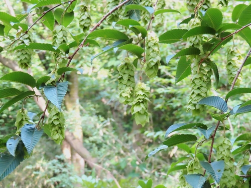 Carpinus japonica (Japanese Hornbeam)