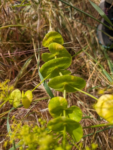 Smyrnium perfoliatum (perfoliate alexanders)