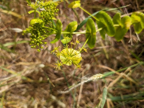 Smyrnium perfoliatum (perfoliate alexanders) (alternate view 2)