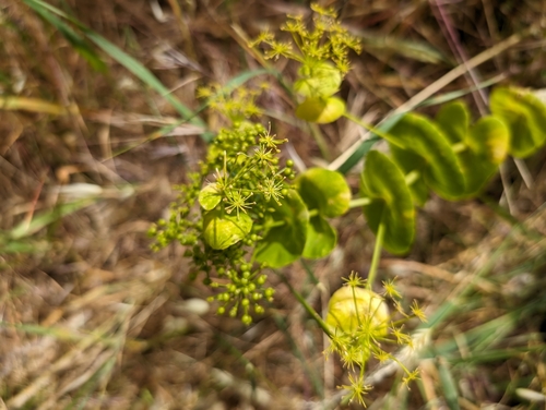 Smyrnium perfoliatum (perfoliate alexanders) (alternate view 3)