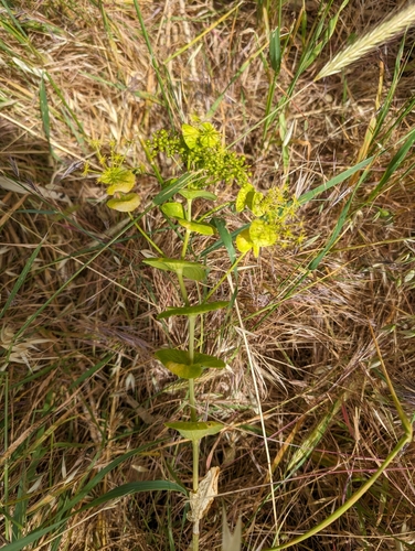 Smyrnium perfoliatum (perfoliate alexanders) (alternate view 4)