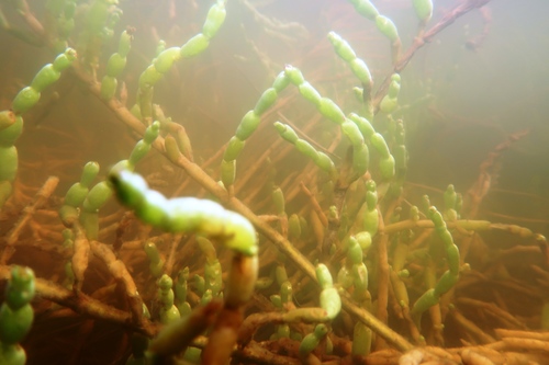 Salicornia quinqueflora (Beaded Samphire) (alternate view 6)