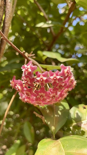 Hoya pubicalyx (Wax Plant)