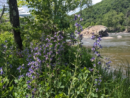 Baptisia australis (Blue Wild Indigo) (alternate view 5)