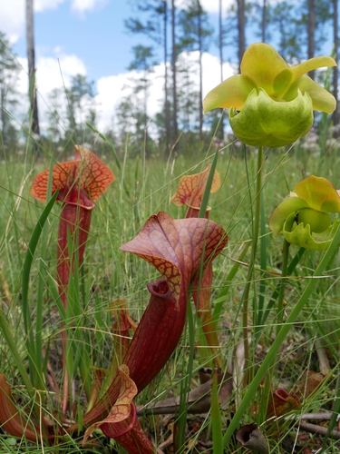 Sarracenia × naczii (Naczi's Pitcher Plant)