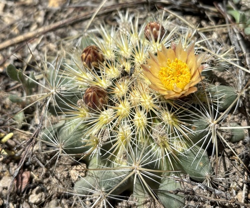 Pediocactus simpsonii (Mountain Ball Cactus) (alternate view 2)