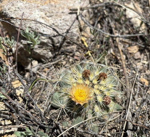 Pediocactus simpsonii (Mountain Ball Cactus) (alternate view 3)