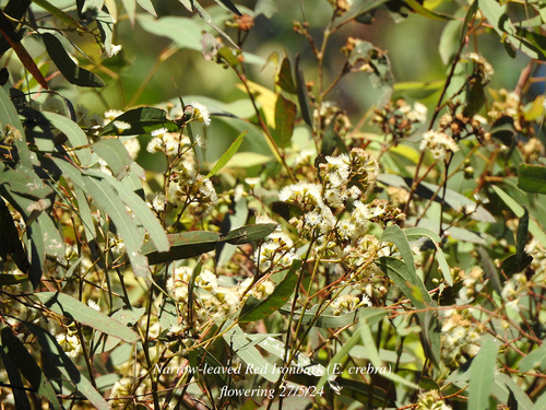 Eucalyptus crebra (Narrow-leaved Red Ironbark)