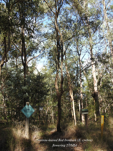 Eucalyptus crebra (Narrow-leaved Red Ironbark) (alternate view 2)