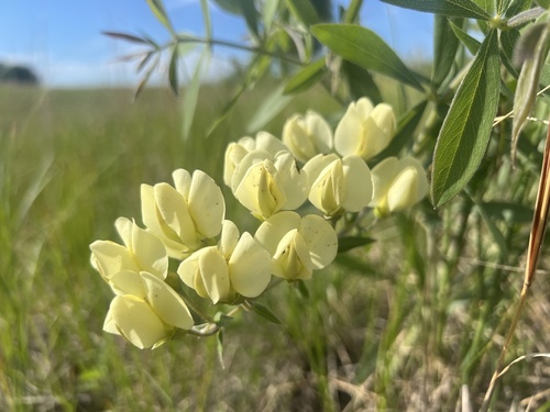 Baptisia leucophaea (cream wild-indigo) (alternate view 2)