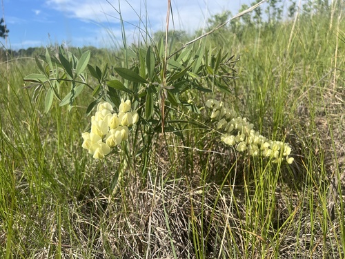 Baptisia leucophaea (cream wild-indigo) (alternate view 3)