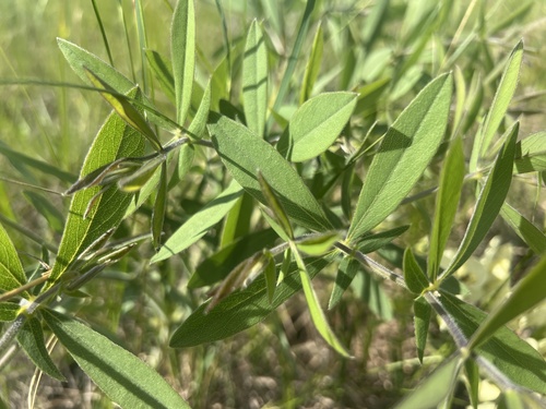 Baptisia leucophaea (cream wild-indigo) (alternate view 4)