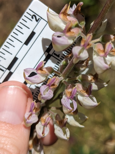 Lupinus albicaulis (Sicklekeel Lupine) (alternate view 4)