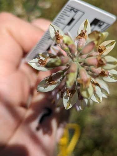 Lupinus albicaulis (Sicklekeel Lupine) (alternate view 5)