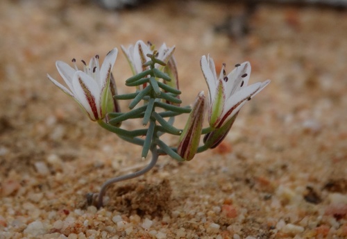 Eriospermum (Woolseeds)