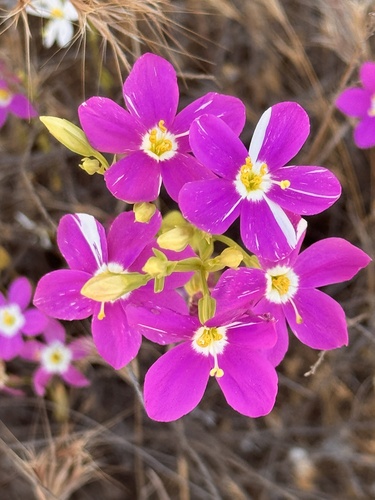 Zeltnera venusta (California Centaury)