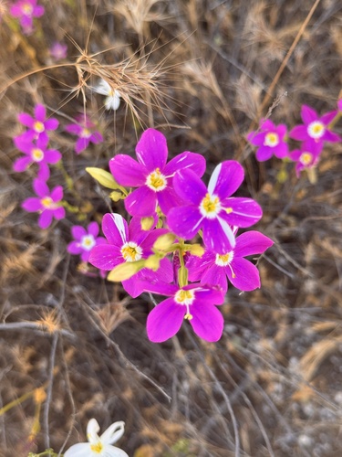 Zeltnera venusta (California Centaury) (alternate view 2)