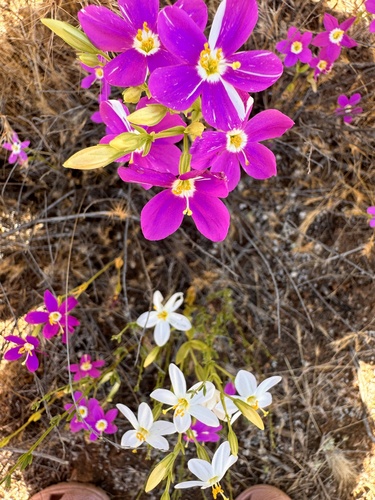 Zeltnera venusta (California Centaury) (alternate view 3)