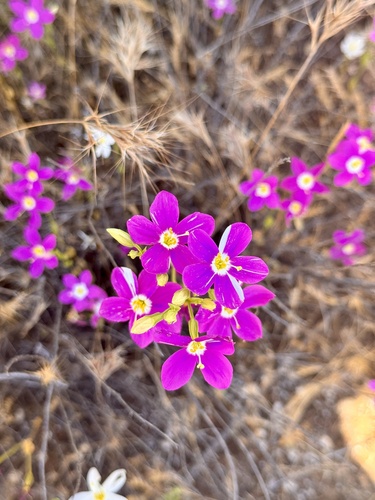 Zeltnera venusta (California Centaury) (alternate view 4)