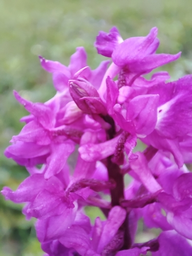 Orchis mascula (Early Purple Orchid)
