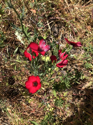 Linum grandiflorum (Scarlet Flax) (alternate view 5)