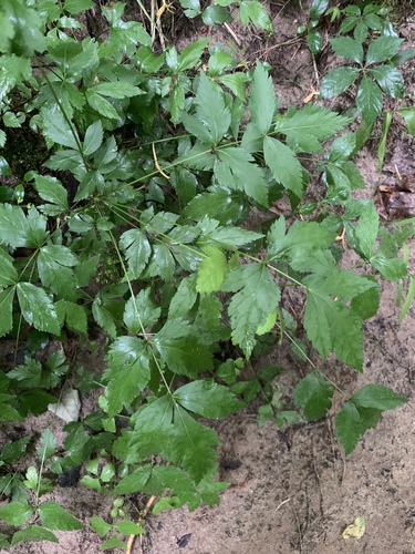Xanthorhiza simplicissima (Shrub Yellowroot) (alternate view 3)