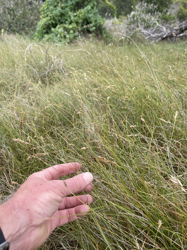 Carex praegracilis (Clustered Field Sedge)