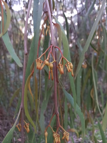 Amyema pendula (drooping mistletoe) (alternate view 3)