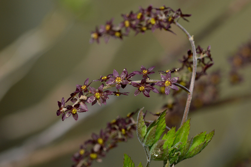 Xanthorhiza simplicissima (Shrub Yellowroot) (alternate view 4)