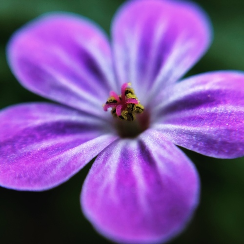 Geranium robertianum (herb-Robert, stinky Bob) (alternate view 5)