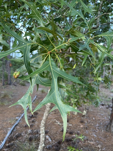 Quercus laevis (American turkey oak) (alternate view 2)