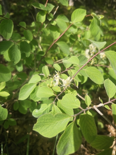 Lonicera xylosteum (Fly Honeysuckle)