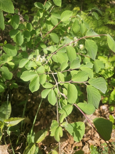 Lonicera xylosteum (Fly Honeysuckle)