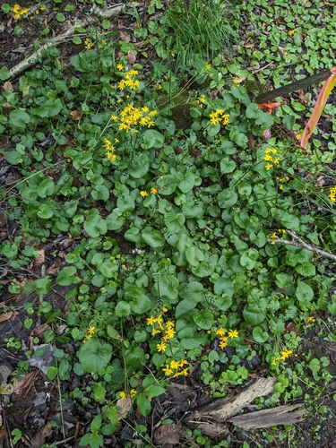 Packera aurea (golden ragwort)