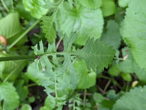 Packera aurea (golden ragwort)