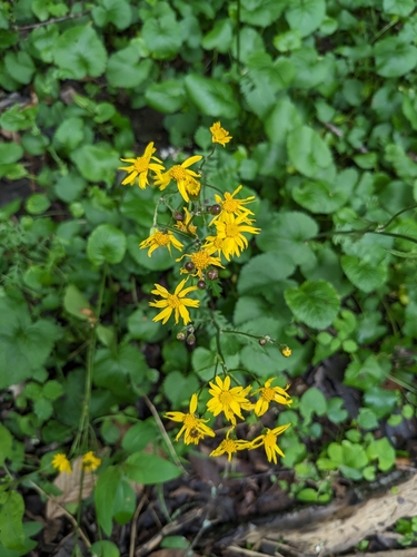 Packera aurea (golden ragwort)