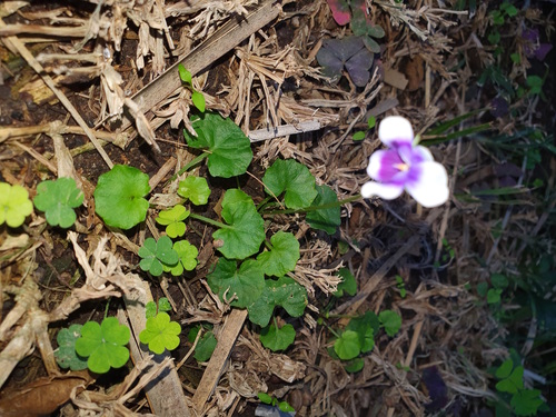 Viola banksii (Banks' Violet)