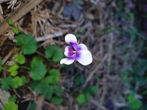 Viola banksii (Banks' Violet) (alternate view 2)