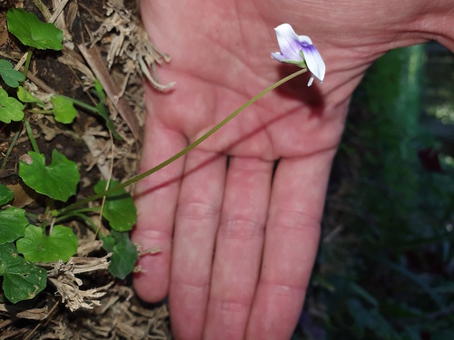 Viola banksii (Banks' Violet) (alternate view 3)