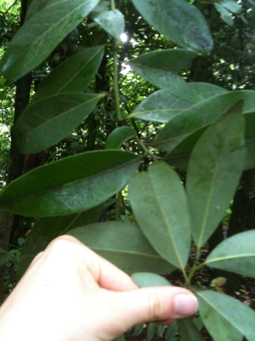 Umbellularia californica (California bay) (alternate view 3)