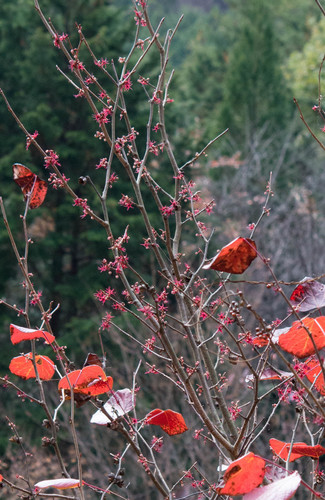 Disanthus cercidifolius (Disanthus)