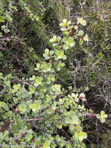 Portulacaria afra (Jade Plant) (alternate view 3)